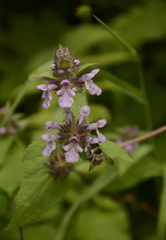 Stachys melissifolia