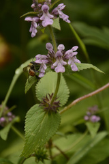 Stachys melissifolia