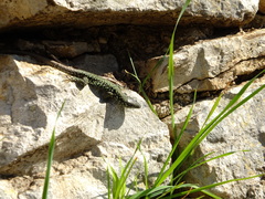 Podarcis muralis