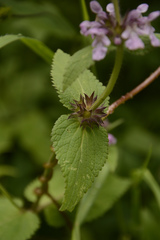 Stachys melissifolia