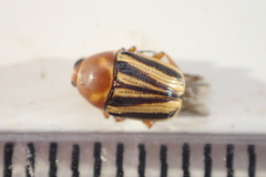 Cryptocephalus venustus