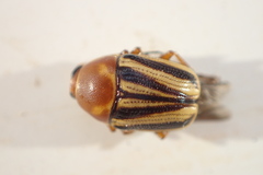 Cryptocephalus venustus