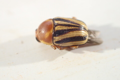 Cryptocephalus venustus