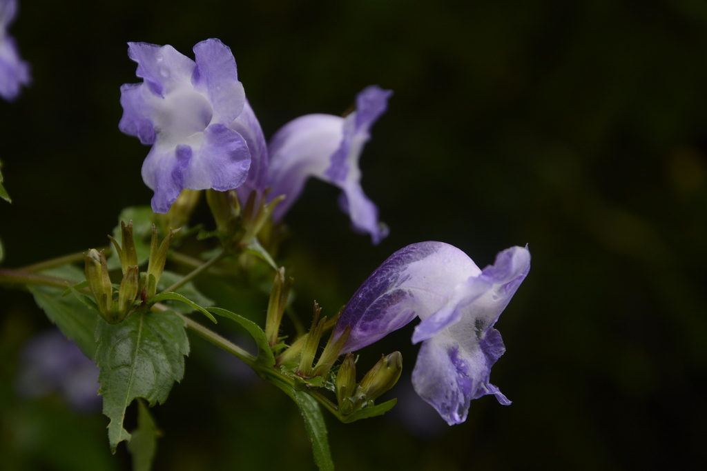 Strobilanthes atropurpurea (Strobilanthes atropurpurea)