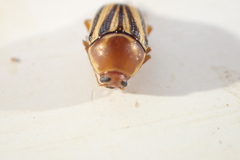 Cryptocephalus venustus