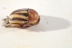 Cryptocephalus venustus