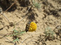 Lepturini
