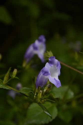 Strobilanthes atropurpurea, photograph 3