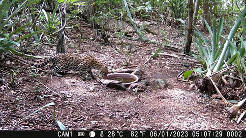 Ocelot