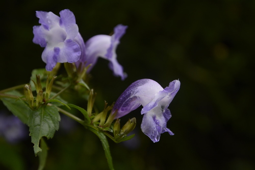 Strobilanthes atropurpurea, photograph 4