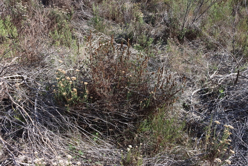 Image of Seriphium cinereum by (c) Tony Rebelo, some rights reserved (CC BY-SA)