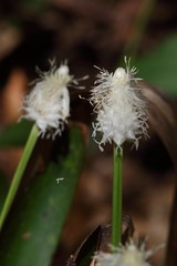 Carex fraseriana