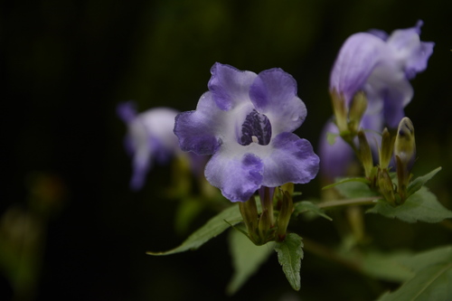 Strobilanthes atropurpurea, photograph 5