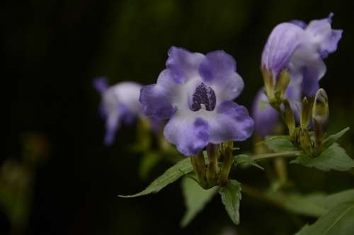 Strobilanthes atropurpurea, photograph 6