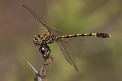 Progomphus obscurus