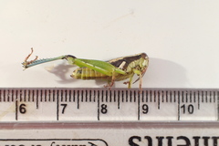 Paraidemona