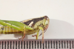 Paraidemona