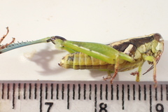 Paraidemona