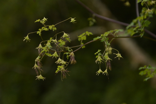 Thalictrum cultratum, photograph 6