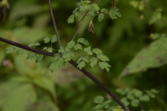 Thalictrum cultratum