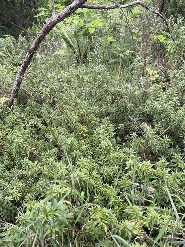 Lysimachia remyi observed 2024-05-25