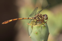 Aphylla angustifolia