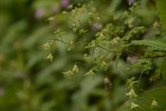 Thalictrum cultratum