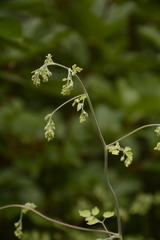 Thalictrum foliolosum