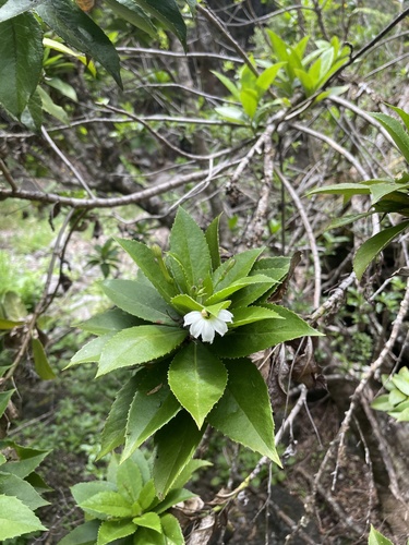 Scaevola chamissoniana observed 2024-05-25