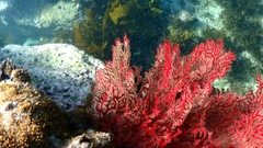 Melithaea zimmeri