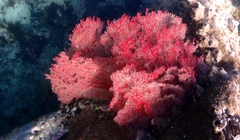 Melithaea zimmeri