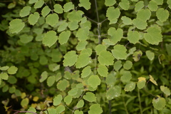 Thalictrum foliolosum