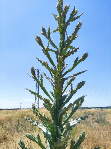 Image of Onopordum nervosum by (c) Daniel Heras González, some rights reserved (CC BY)