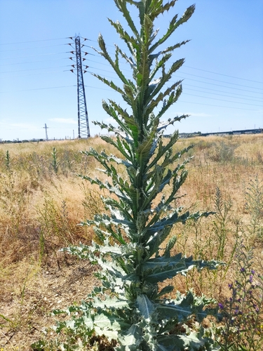 Image of Onopordum nervosum by (c) Daniel Heras González, some rights reserved (CC BY)