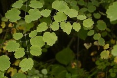 Thalictrum foliolosum