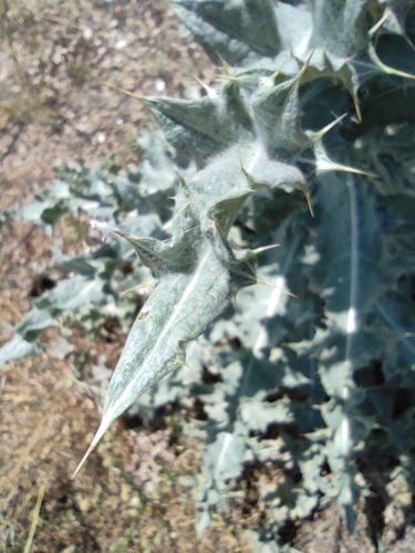 Image of Onopordum nervosum by (c) Daniel Heras González, some rights reserved (CC BY)
