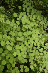 Thalictrum foliolosum