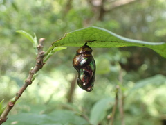 Euploea eunice hobsoni