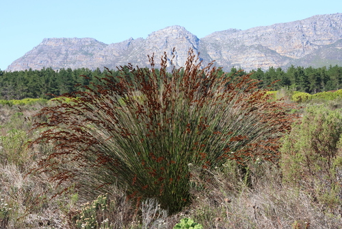 Image of Thamnochortus insignis by (c) Tony Rebelo, some rights reserved (CC BY-SA)