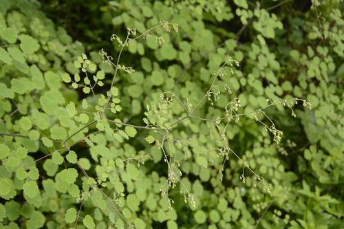 Image of Thalictrum foliolosum by (c) Siddarth Machado, some rights reserved (CC BY)