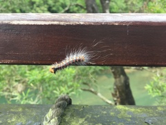 Lymantria xylina