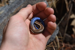 Plestiodon skiltonianus interparietalis