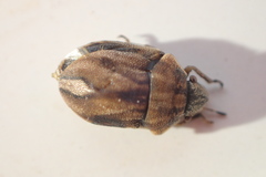 Homaemus