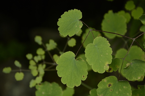 Image of Thalictrum foliolosum by (c) Siddarth Machado, some rights reserved (CC BY)