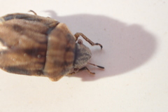 Homaemus