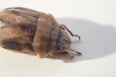 Homaemus
