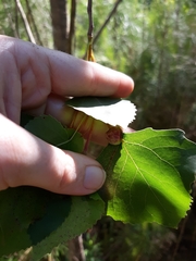 Pemphigus populicaulis