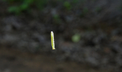 Operophtera occidentalis