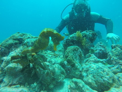 Hippocampus ingens