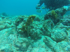 Hippocampus ingens
